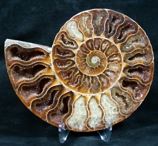 Beautiful Split Ammonite (Half) #5504